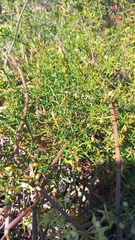 Chironia baccifera