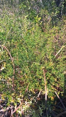 Chironia baccifera