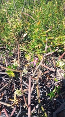 Chironia baccifera