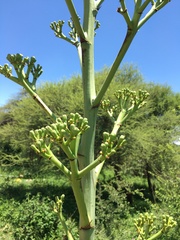 Agave sisalana