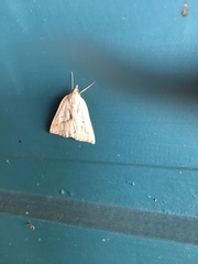 Psilaspilates signistriata