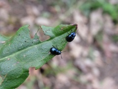 Gastrophysa janthina
