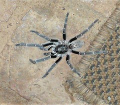 Ceratogyrus marshalli