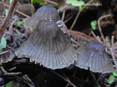 Mycena stipata