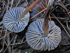 Mycena stipata