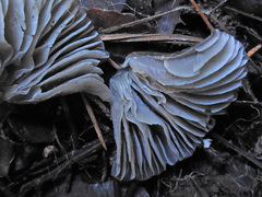 Mycena stipata