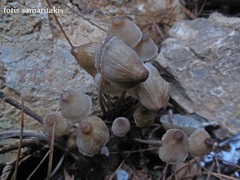 Mycena stipata