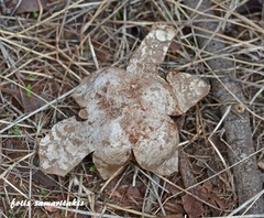 Mycenastrum corium