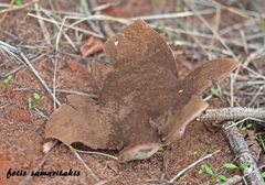 Mycenastrum corium