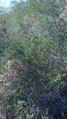 Carissa bispinosa