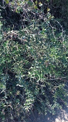 Carissa bispinosa