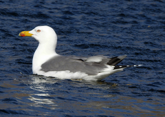 Larus michahellis