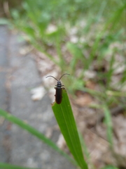 Omalisus fontisbellaquei