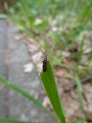 Omalisus fontisbellaquei