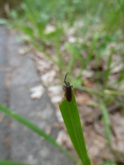 Omalisus fontisbellaquei