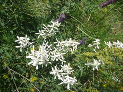 Clematis lathyrifolia