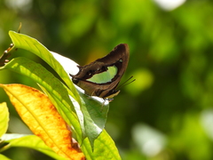 Polyura hebe plautus