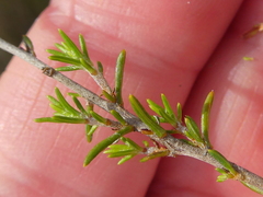 Wahlenbergia cinerea