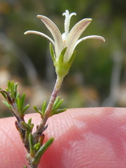 Wahlenbergia cinerea