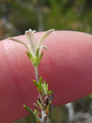 Wahlenbergia cinerea