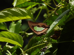 Polyura hebe plautus