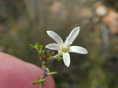 Wahlenbergia cinerea