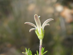 Wahlenbergia cinerea