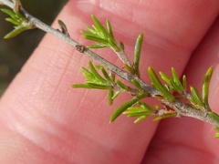 Wahlenbergia cinerea
