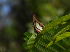 Polyura hebe plautus