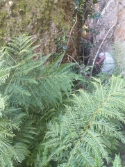 Pteris dentata