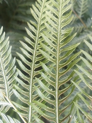 Pteris dentata
