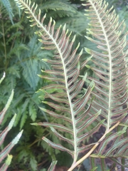 Pteris dentata