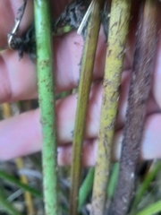 Pteris dentata