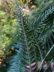 Pteris dentata