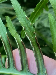 Pteris dentata