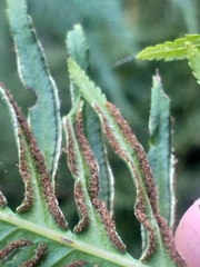 Pteris dentata