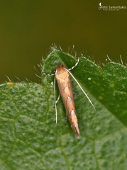 Phyllonorycter messaniella