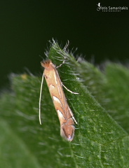 Phyllonorycter messaniella