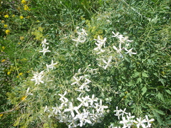 Clematis lathyrifolia