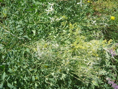 Clematis lathyrifolia