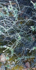 Lobostemon trigonus