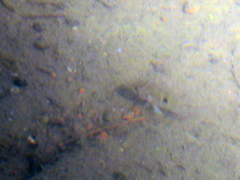 Gymnogeophagus meridionalis