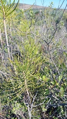 Euryops tenuissimus