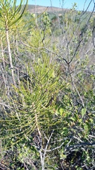 Euryops tenuissimus