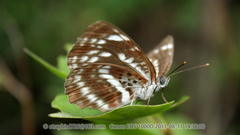 Neptis andetria
