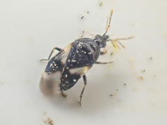 Orius tristicolor