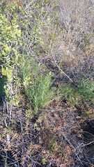 Anginon swellendamense