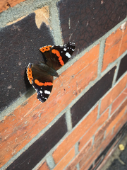 Vanessa atalanta
