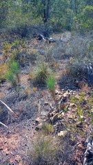 Anginon swellendamense