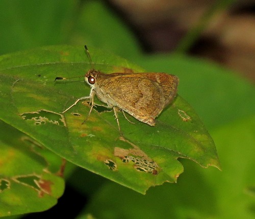 Common Brown-Skipper
